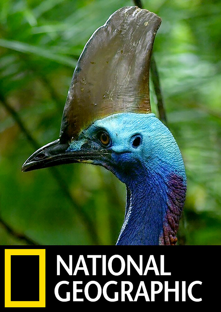 Dino Bird
