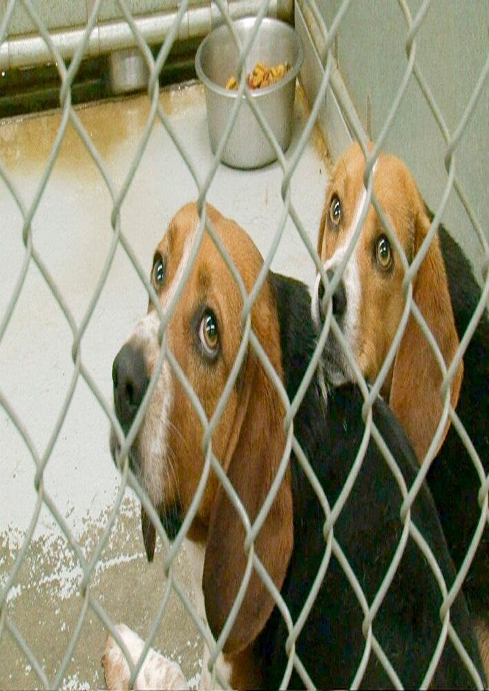 One Nation Under Dog