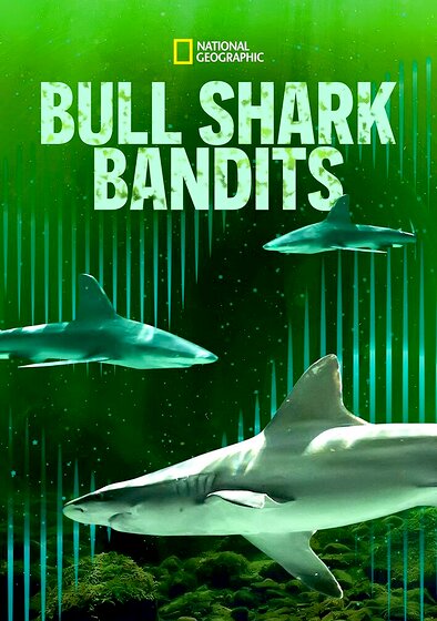 Bull Shark Bandits