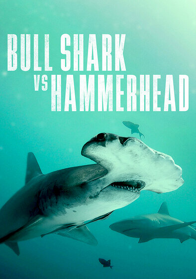 Bull Shark vs Hammerhead