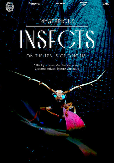 Mysterious Origins of Insects