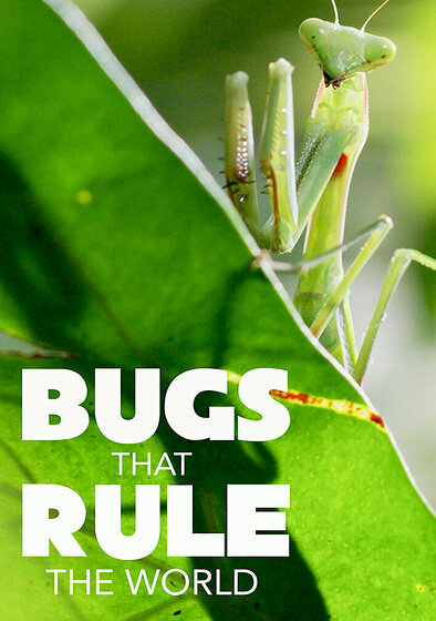 Bugs That Rule the World