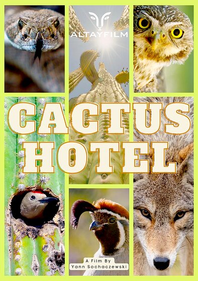Cactus Hotel