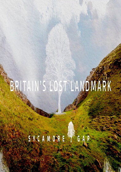 Sycamore Gap: Britain's Lost Landmark