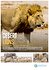 Desert Lions