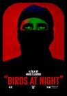 Birds at Night