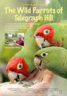 The Wild Parrots of Telegraph Hill